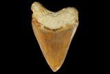 Serrated, Fossil Megalodon Tooth - Indonesia #149259-2